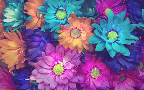 Colorful Daisies Wallpapers on WallpaperDog