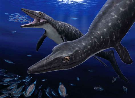 Phosphorosaurus ponpetelegans: Fossil Find in Japan Uncovers New Mosasaur Species | Paleontology ...