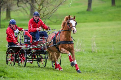 Carriage Driving Lessons and Training – Thompson House Equestrian Centre