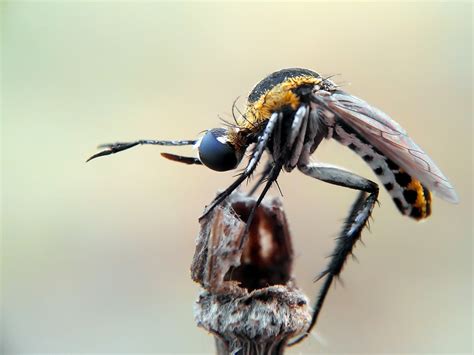 The Best Capture Macro Photography of Insect | 99inspiration