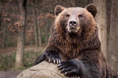 10 Incredible Brown Bear Facts - A-Z Animals