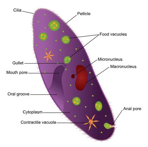 Animal Cell Cilia