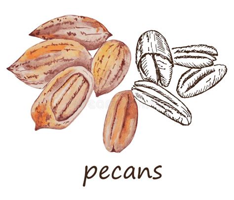 Pecans, Hand Draw Sketch Vector Stock Vector - Illustration of sketch ...