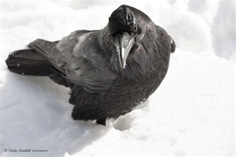 Raven portrait in snow | Cindy Goeddel Photography, LLC