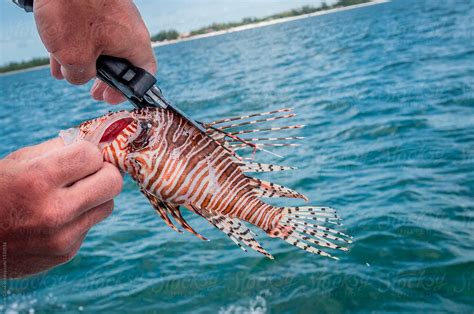 Lionfish Venomous Spines