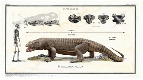 Giant Monitor Lizard Anatomy