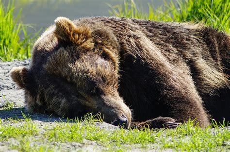 Sleeping Grizzly Bear Photograph by Jennifer White