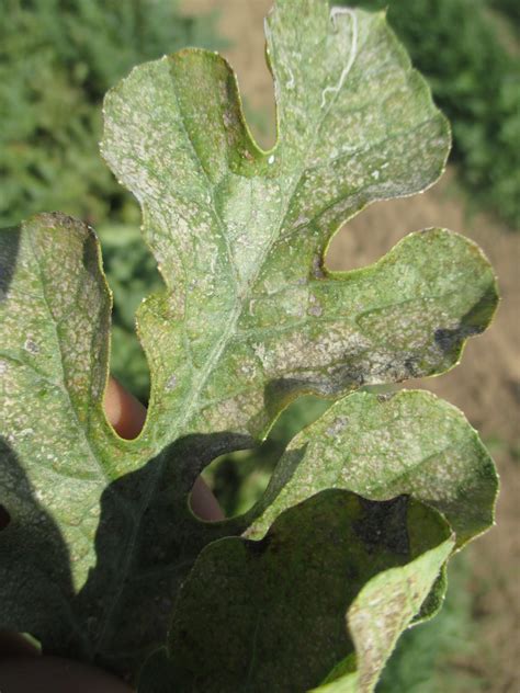 Not All the Watermelon and Cantaloupe Leaf Symptoms are caused by Pests ...