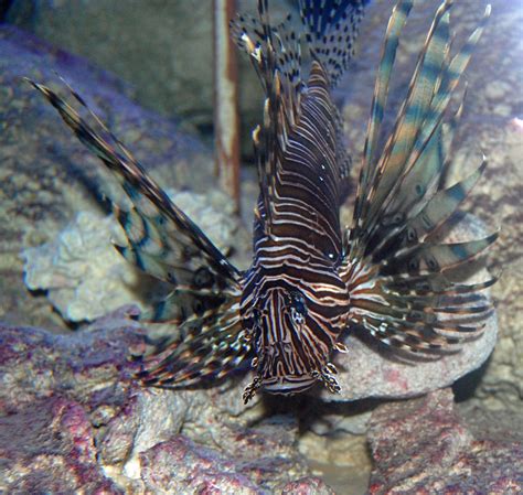 NOAA's National Ocean Service Ocean Images: Lionfish