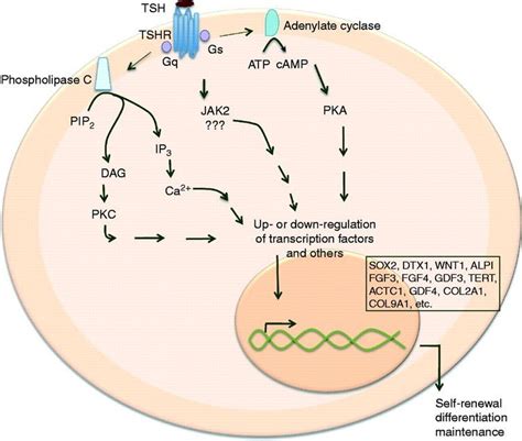 Thyrotropin receptor - Alchetron, The Free Social Encyclopedia