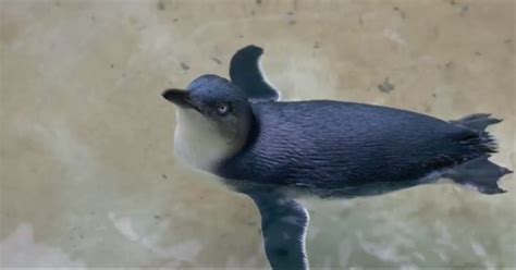 Bronx Zoo Welcomes First Fairy Penguin in Its 120-Year History