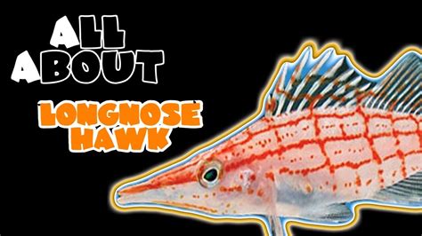 All About The Long Nose Hawkfish - YouTube