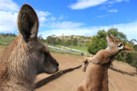 Kangaroos in Bonorong Wildlife Sanctuary Tasmania - Photorator