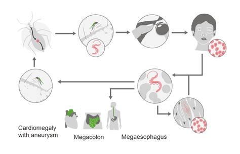 Trypanosoma Cruzi Life Cycle