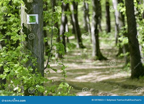 Blaze in the forest. stock image. Image of footpath, large - 5970023