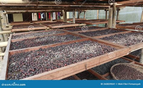 Coffee Beans in the Drying Process Stock Image - Image of natural ...