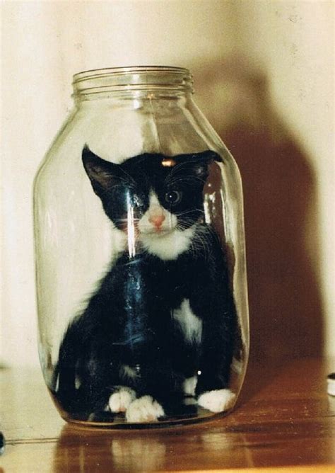 Cat in a jar... | Cuddly animals, Crazy cats, Cute animals