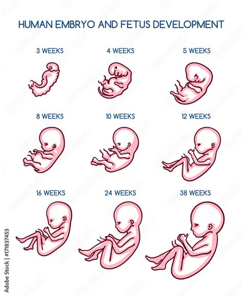 Fetal development vector illustration. Pregnancy antenatal embryo ...