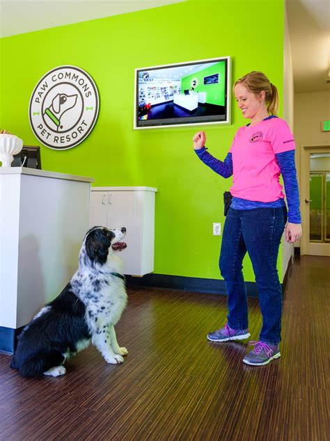 Dog Training – Why You Should Get the Whole Family Involved | Paw Commons Pet Resort