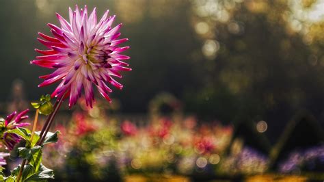 3840x2160 Pink Flower Macro 4K ,HD 4k Wallpapers,Images,Backgrounds ...