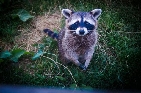 Rodent trap - Feral Peril Wildlife & Pest Control