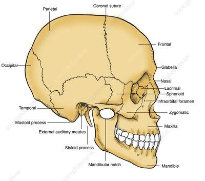 Illustration of Human Skull - Stock Image - C017/2570 - Science Photo Library