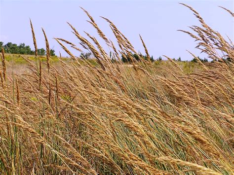 Prairie Grasses; Lake Wilson, KS; Picture Perfect Prairie. LIKE ...