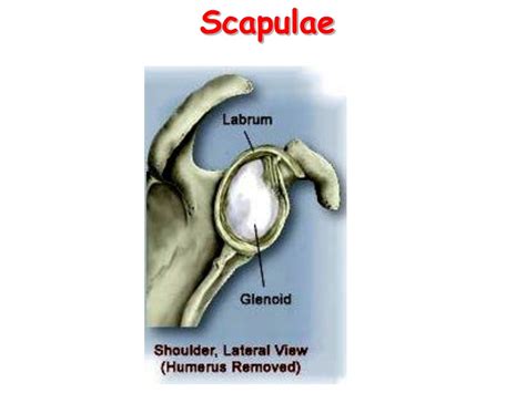 PPT - Colles's fracture PowerPoint Presentation, free download - ID:8978241