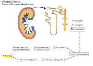 Aldosterone Escape Mechanism – My Endo Consult