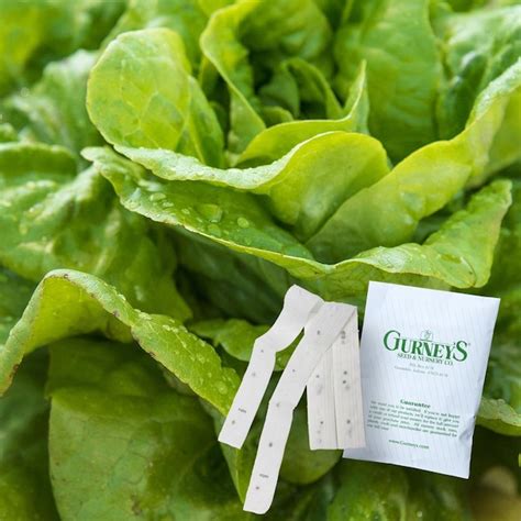 Gurney's Seed and Nursery 7.5-ft Lettuce Head Buttercrunch Seed Tapes ...