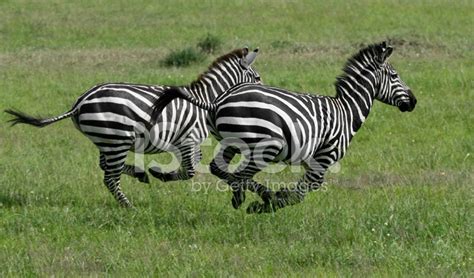 Two Wild Zebras Running Stock Photos - FreeImages.com