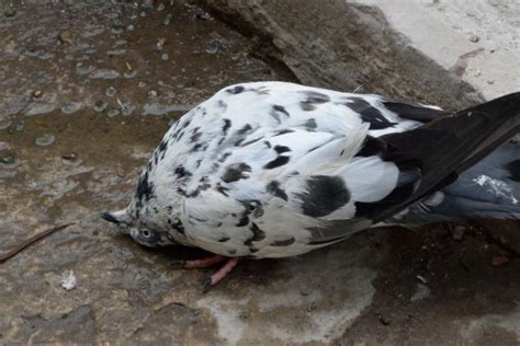 Zombie Pigeon Disease - Paramyxovirus Symptoms and Contagion