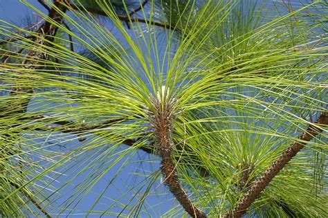 Arkansas State Symbols: Pine Tree - Only In Arkansas