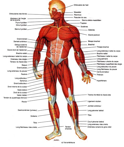 Muscles corps humain, Corps humain, Anatomie du corps humain