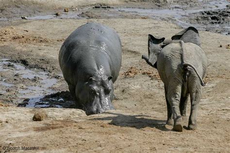 Hippo and Elephant Confrontation in Hwange National Park, Zimbabwe