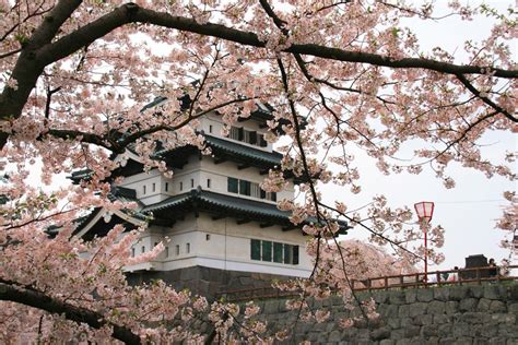 Cherry Blossoms at Hirosaki Castle