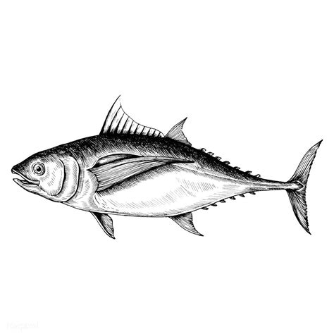 Hand drawn tuna fish | premium image by rawpixel.com | Fish drawings, Fish illustration, Fish sketch