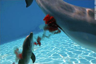 At-Pic: Cute Dolphin Giving Birth