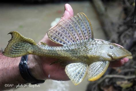 Hypostomus plecostomus (Linnaeus) – BAP