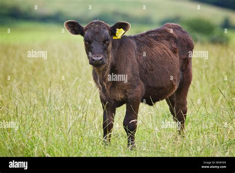 Aberdeen Angus calf in pasture field against a background of out of focus hills in Perthshire ...