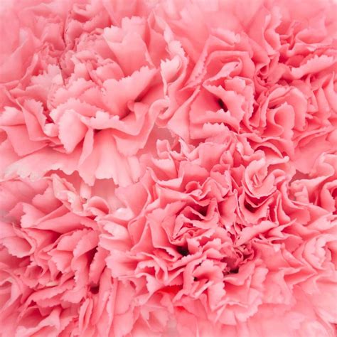 Pink - Carnation - Esmeralda Farms Wholesale Flowers