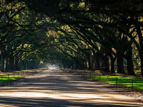 Best Grass for Shade in the South | Lawn Model