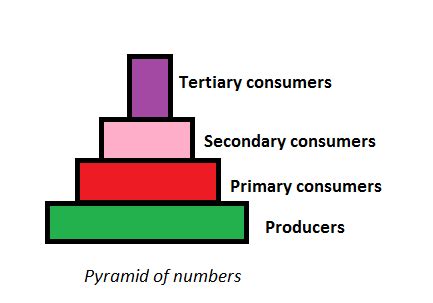 Ecological Pyramid Of Numbers