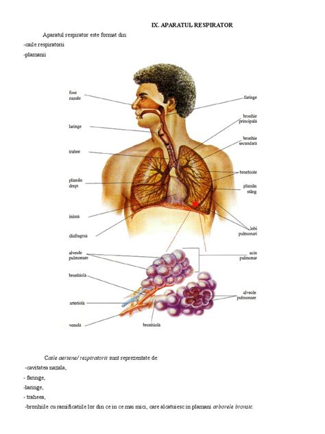 Sistemul Respirator