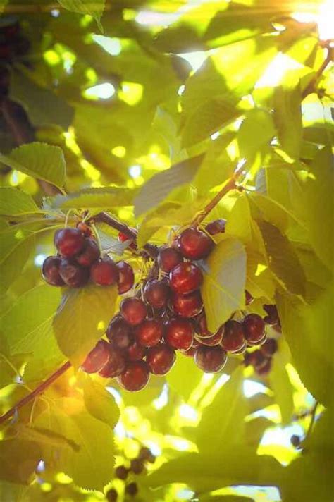 The Fantastic North Star Cherry tree - Minneopa Orchards