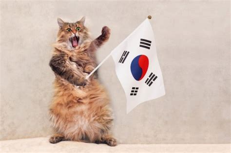 13 Cute Korean Cat Names You'll Love - Flipboard