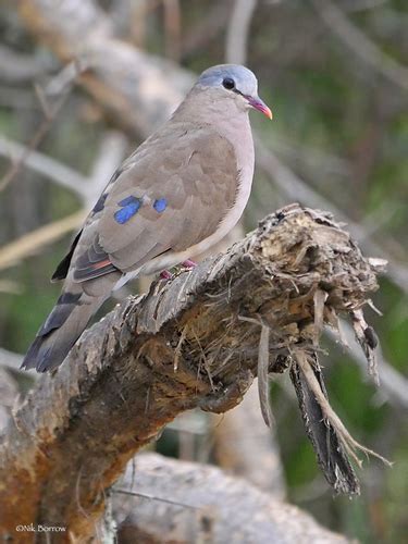 Blue-spotted Wood-Dove (Turtur afer) · iNaturalist