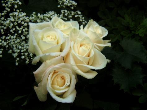 White Rose Wallpapers - Wallpaper Cave