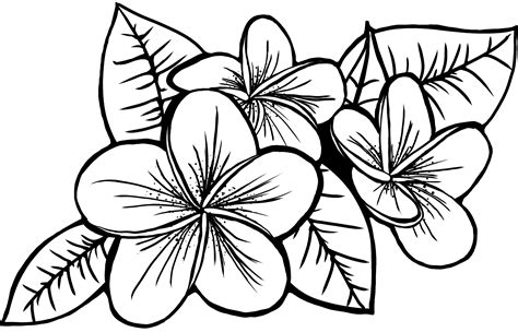 Hawaiian Plumeria SVG PNG File Laser Etch File Cut File - Coloring Nation