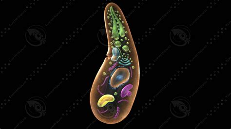 sporozoa protists organelle 3d model